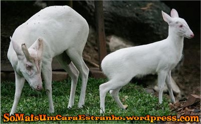 albino-animals
