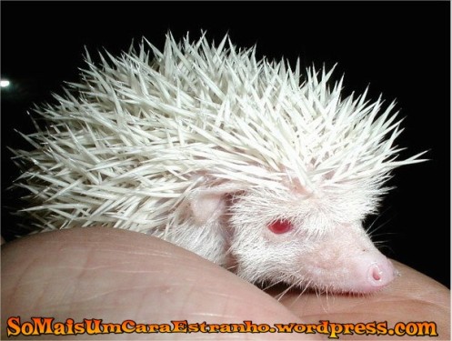 albino-hedgehog-animals-albino_big