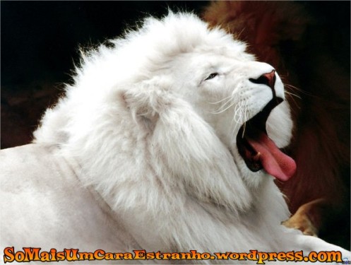 albino-lion-lions-albino-zoo_big