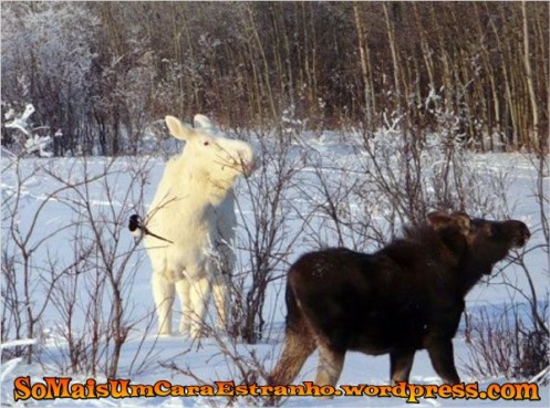 white-on-white-albino-winter-moose_big